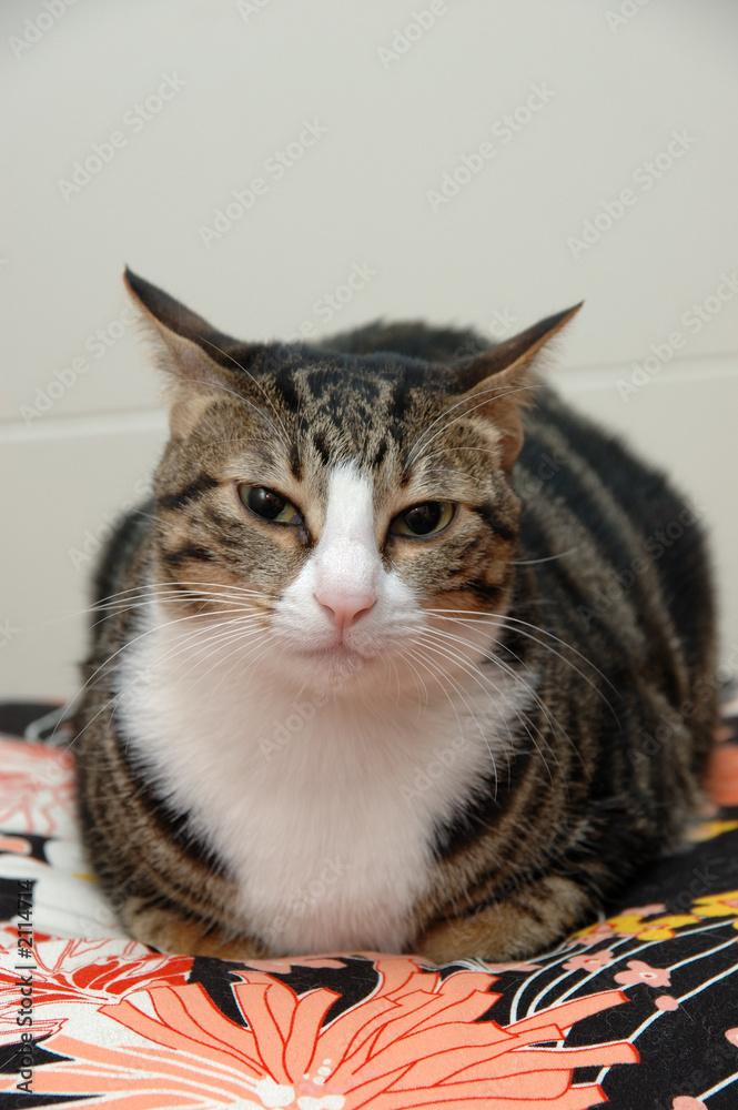 sitting cat sitting cat