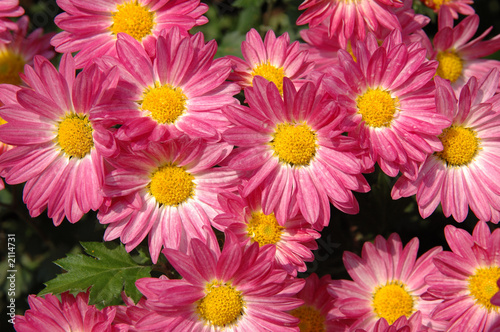 pink chrysanthemums © Norman Chan