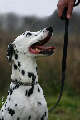 dalmatien en laisse photo