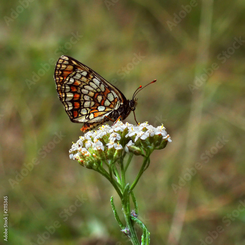 butterfly on meadow © Vadzim Kandratsenkau