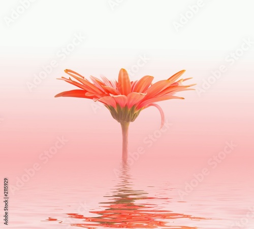 pink flower in water