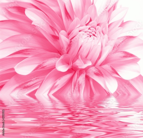 rosy flower and water