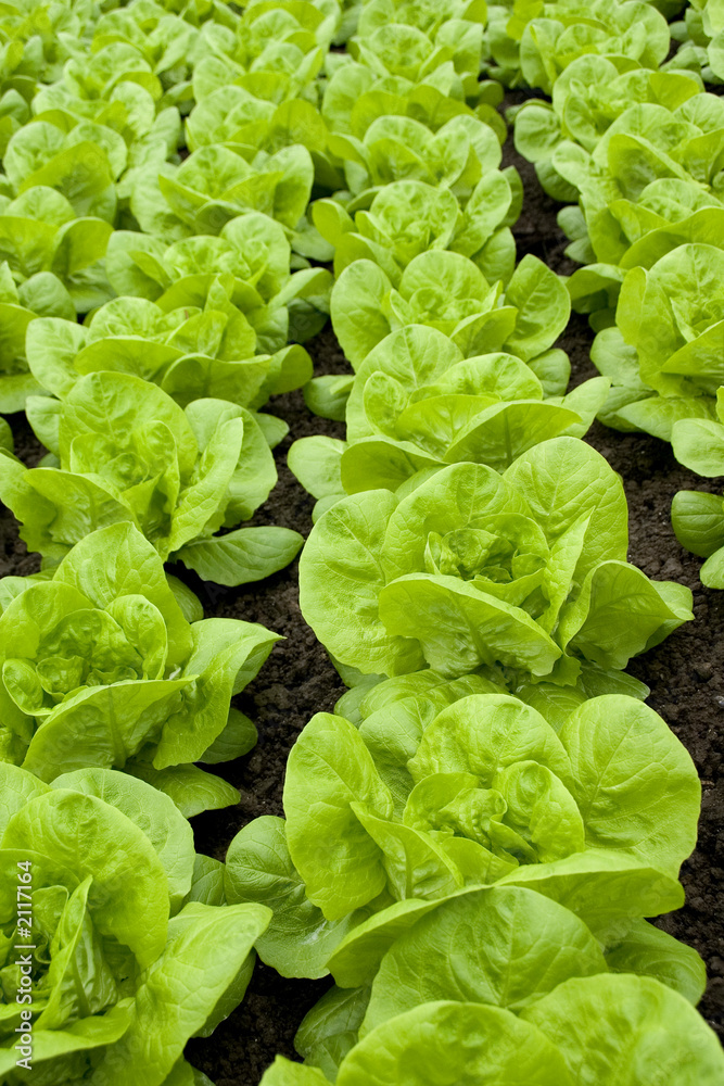 lettuce lettuce
