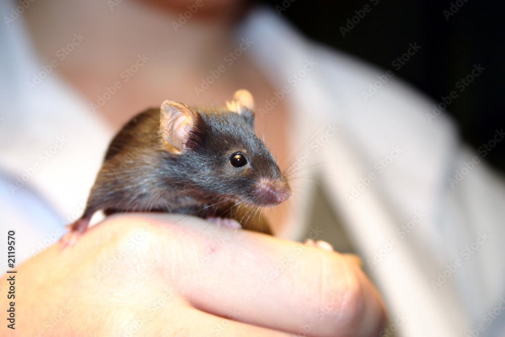 Fototapeta premium souris et main