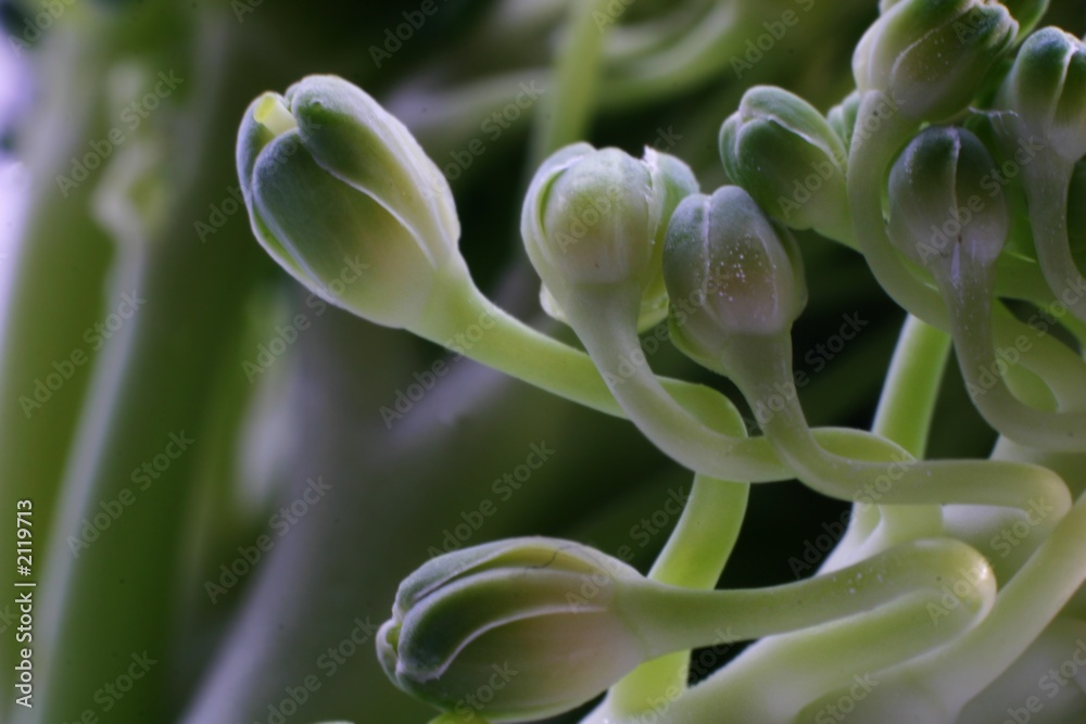 broccoli in detail broccoli in detail
