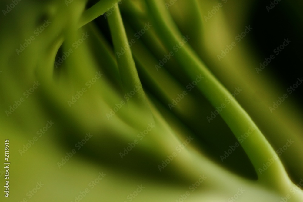 leaves leaves