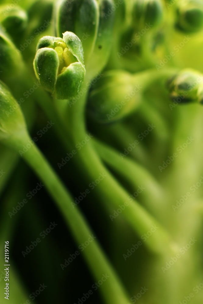 broccoli flowers broccoli flowers