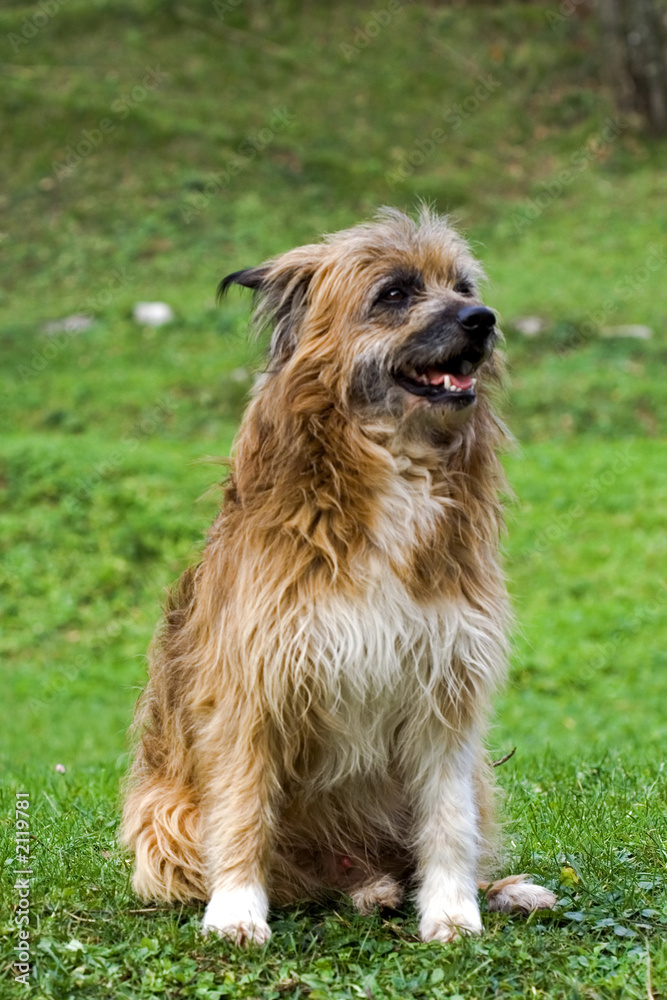 shepard dog shepard dog