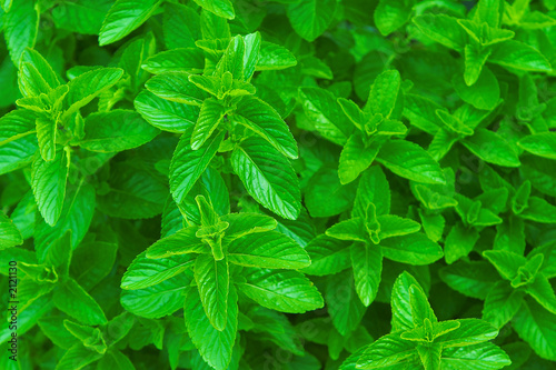 fresh mint ~ spearmint, peppermint
