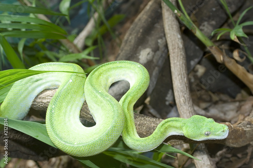 green tree python