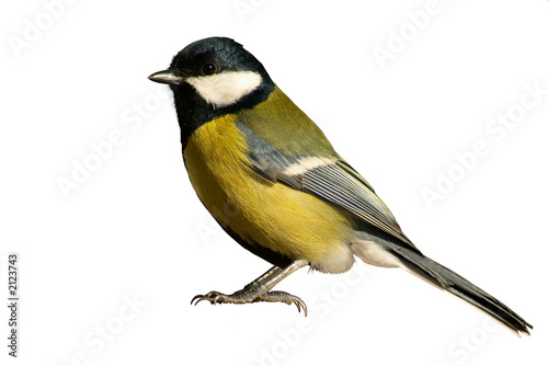 tomtit bird isolated on white