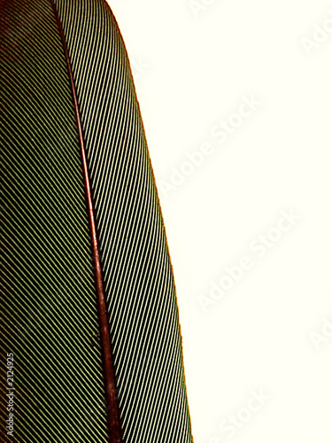 piuma6
