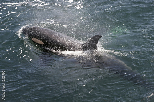 orca swimming