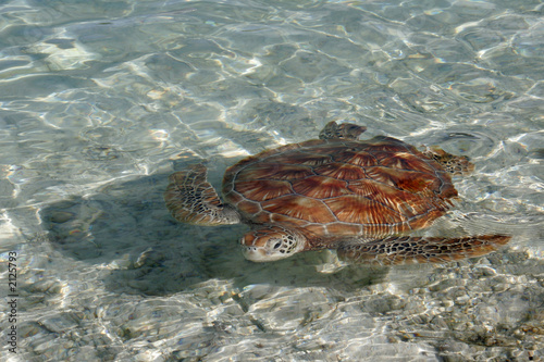 sea turtle