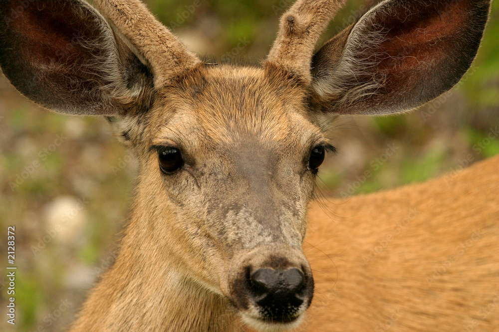 deer deer