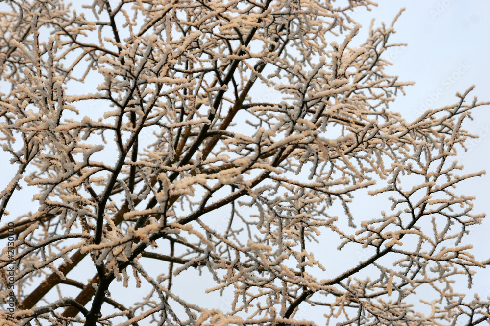 arbre gelé arbre gelé