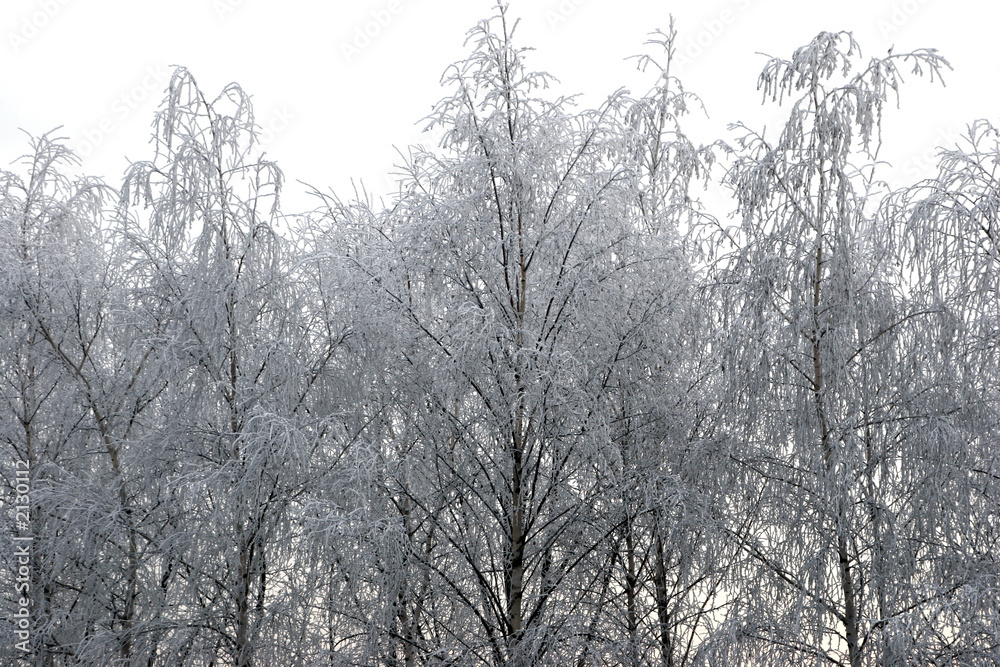 arbre gelé arbre gelé