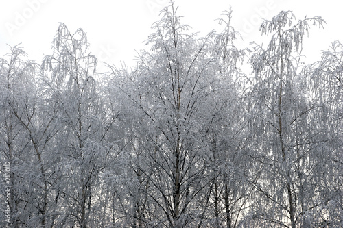 arbre gelé © Christophe Fouquin