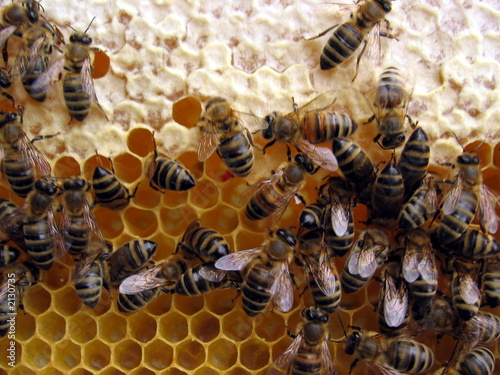 honeycomb © Stanisa Martinovic
