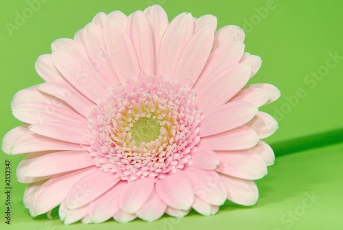 gerbera