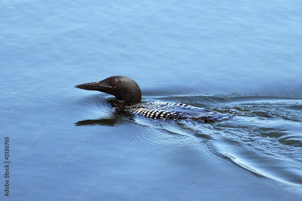 Obraz premium common loon