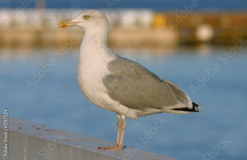 majestic seagull