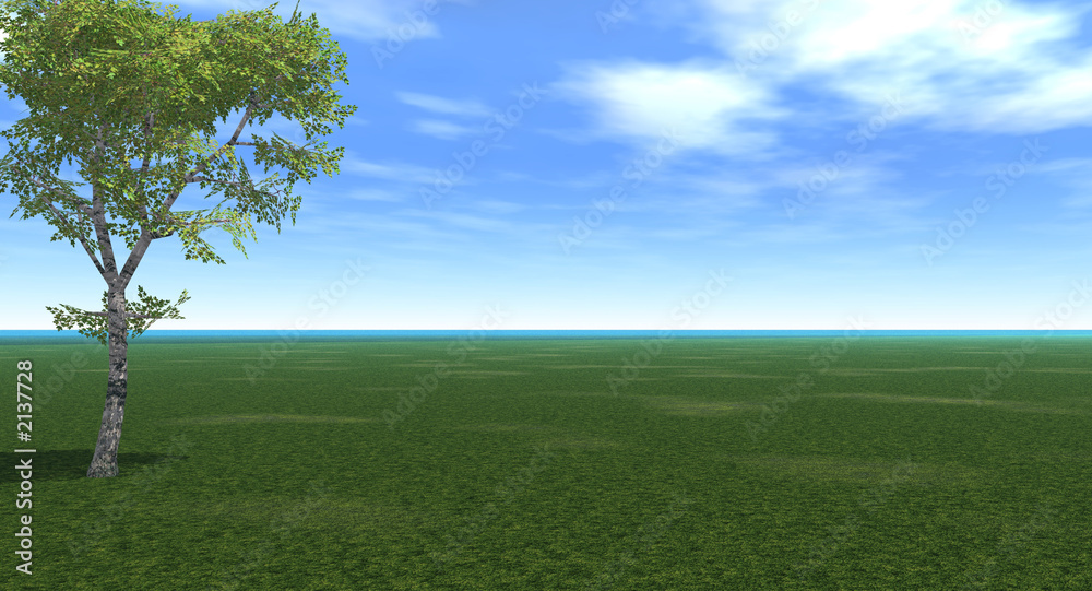 Fototapeta premium birch