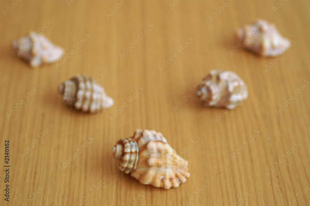 shell formation