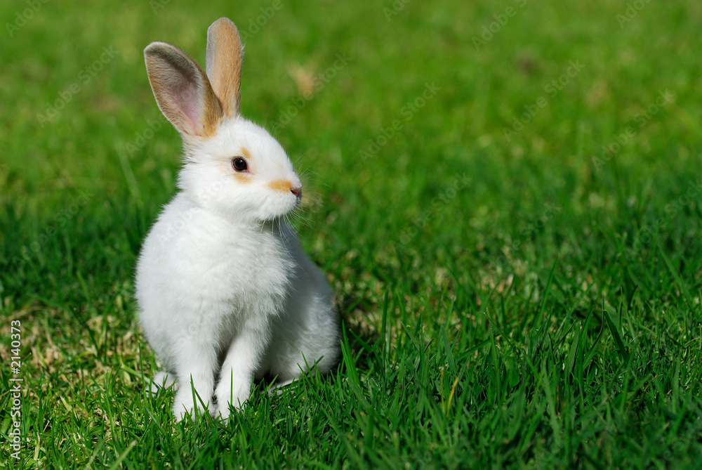 Naklejka premium white rabbit on the grass