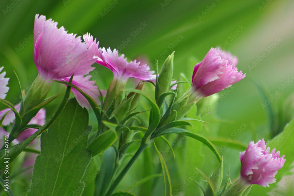 Obraz premium les fleurs