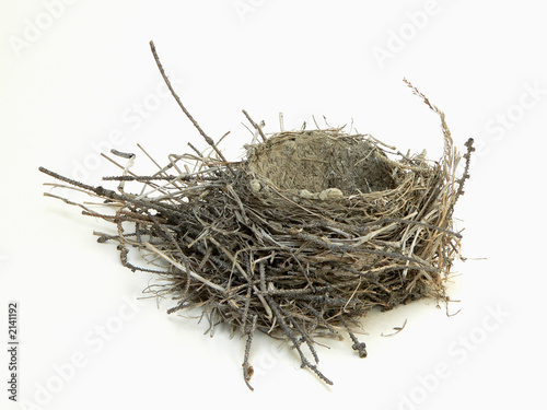 bird nest