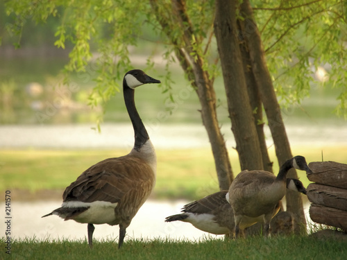 Fototapeta canadian geese near lake