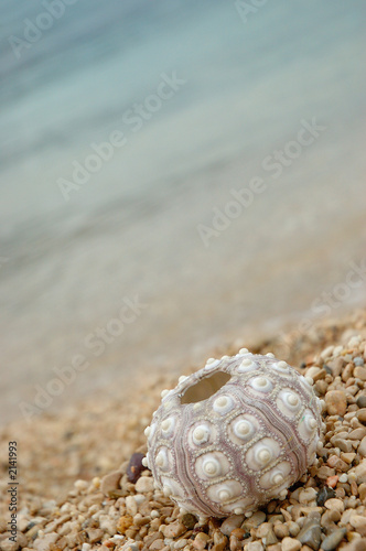 oursin et plage © pgm