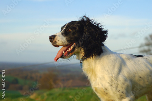 english springer spaniel