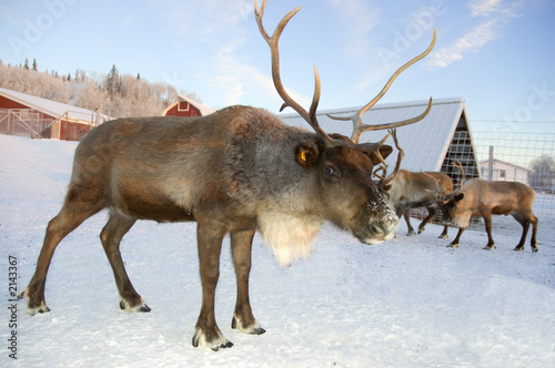 reindeer