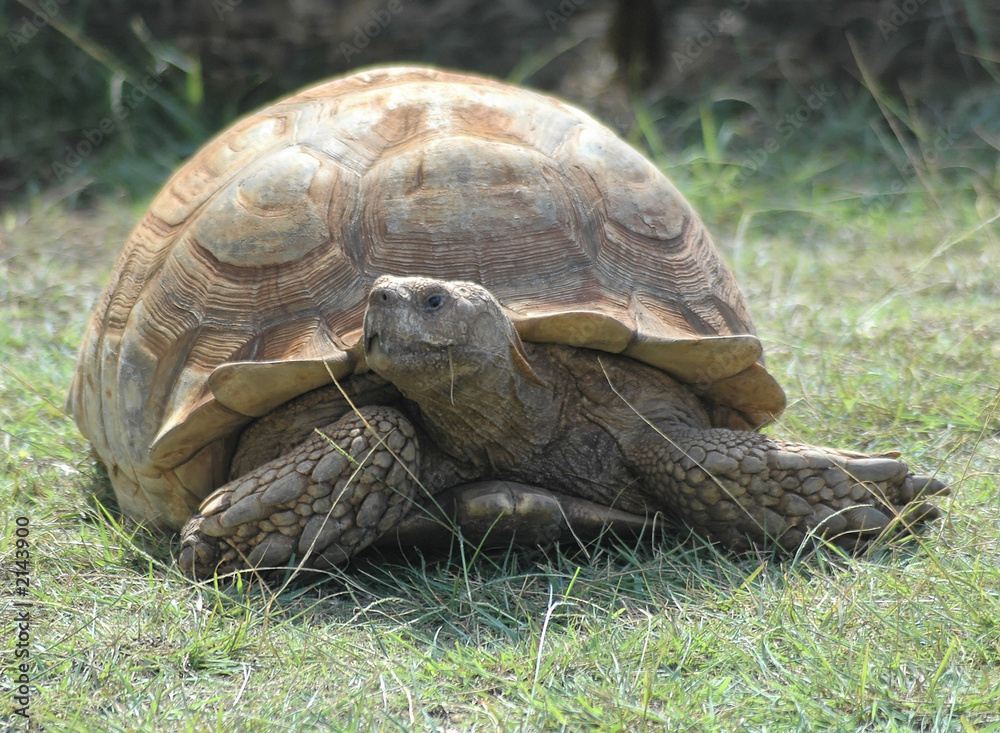 Obraz premium tortoise1