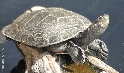 turtle in the sun