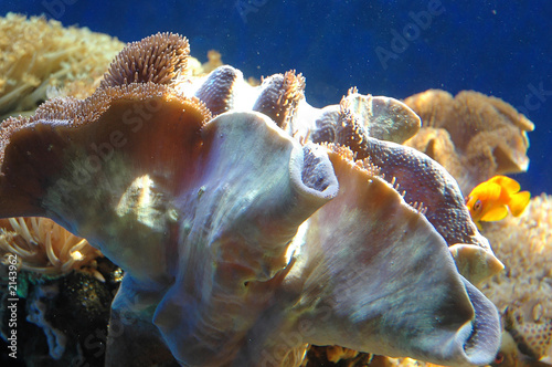giant sea clams