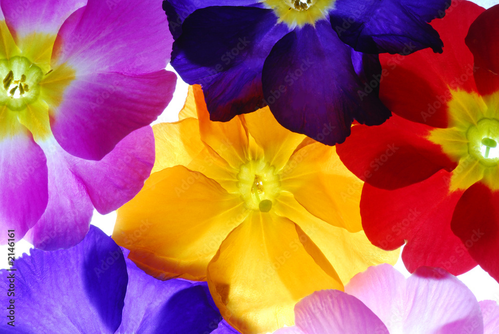 primula