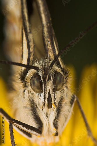 mariposa melanargia photo