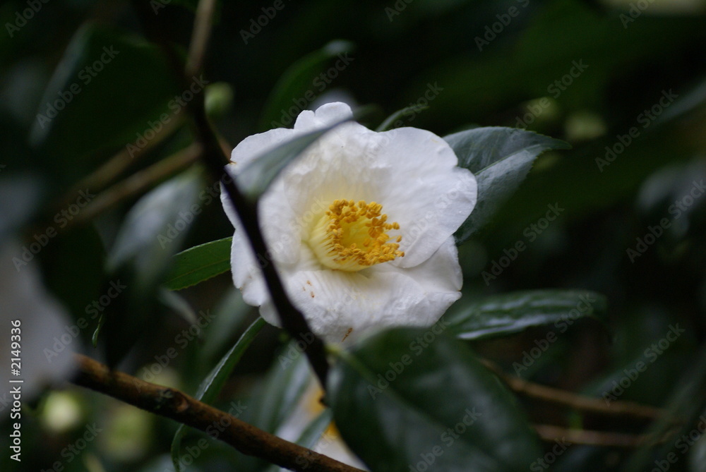 Obraz premium kamelia