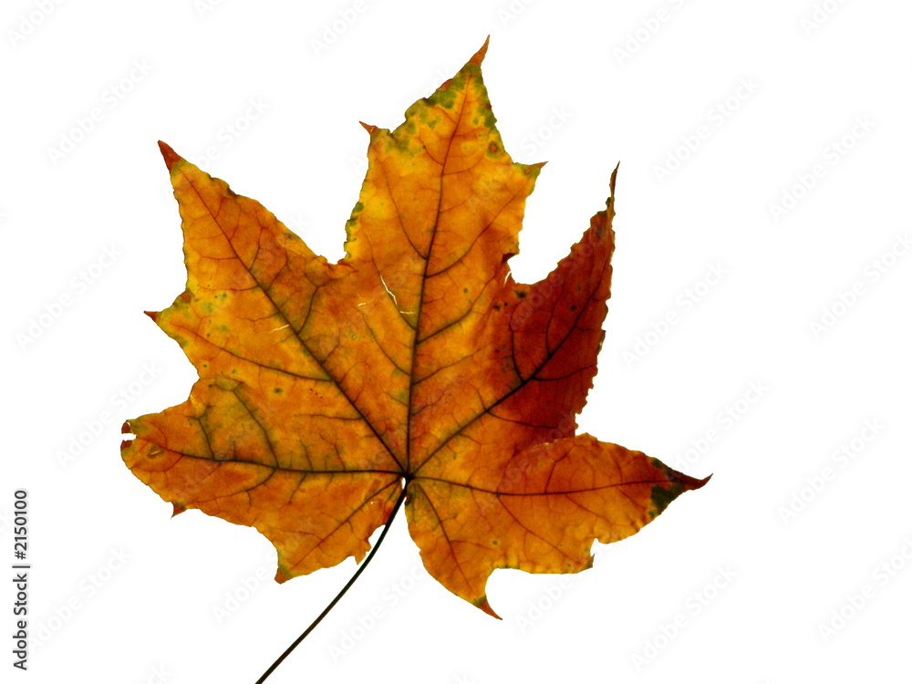 leaf on white 2 leaf on white 2