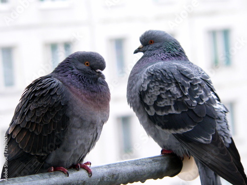 Foto two doves