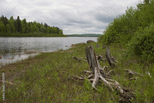 shore stumps