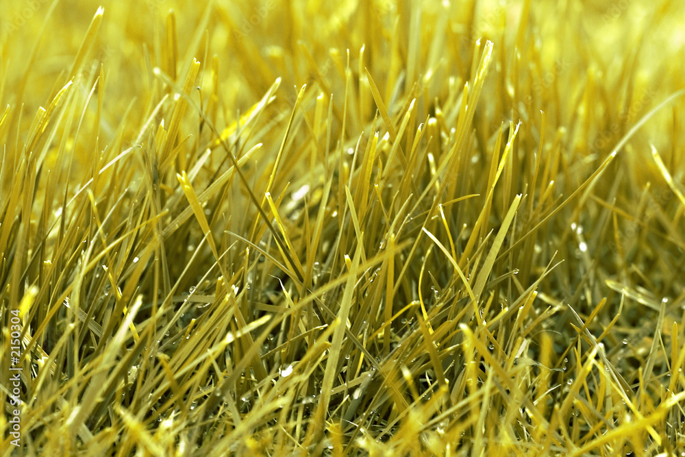 herbe / gazon / foin jaune en gros plan herbe / gazon / foin jaune en gros plan