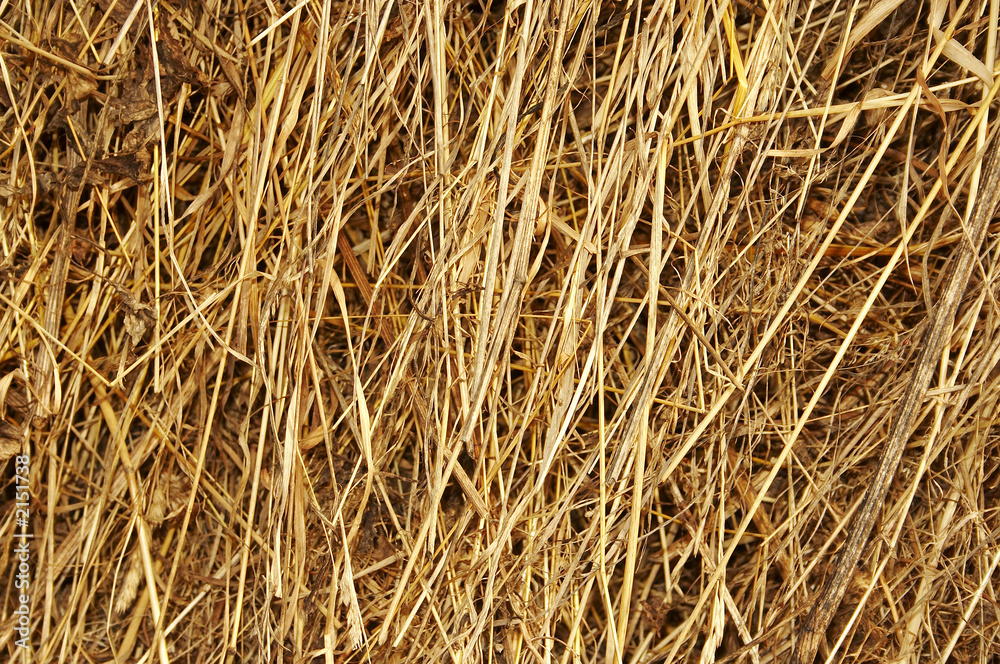golden hay background