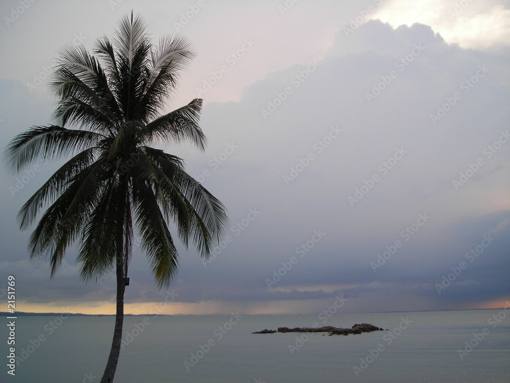 coconut tree on beach at bintan indonesia