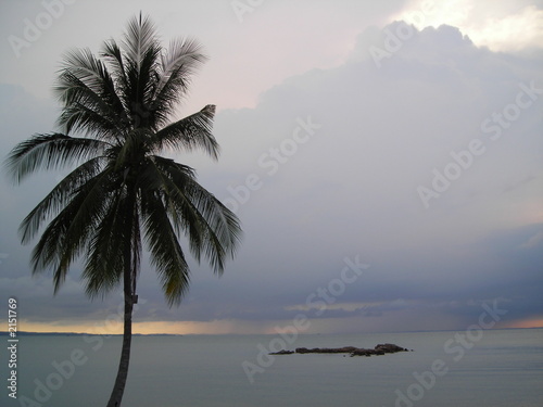 Fototapeta Naklejka Na Ścianę i Meble -  coconut tree on beach at bintan indonesia