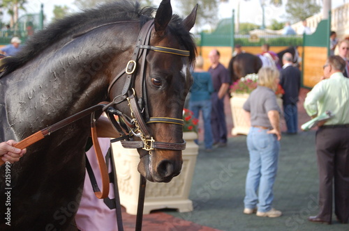 profile of a thoroughbred