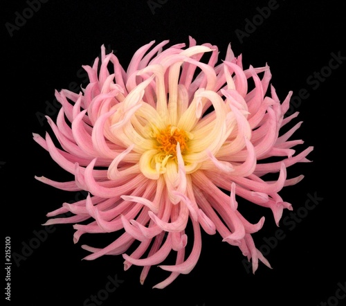 dahlie - dahlia photo